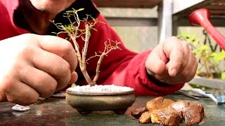 Starting Three New Bonsai Trees [upl. by Mildrid]