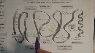 Proteins  tertiary and quaternary structure [upl. by Murdoch841]