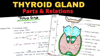 Thyroid Gland Anatomy 13  Parts amp Relations  Head amp Neck [upl. by Wales]