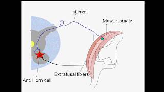 Monosynaptic Reflexes [upl. by Brigg]