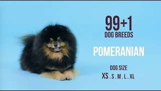 Pomeranian  991 Dog Breeds [upl. by Ellednek]