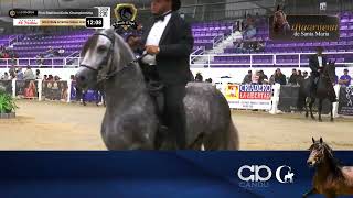 CAMPEONATO DE CABALLOS PASO FINO  FINO STALLIONSCOLTS CHAMPIONSHIP  SPECTRUM 2022 [upl. by Anerol]