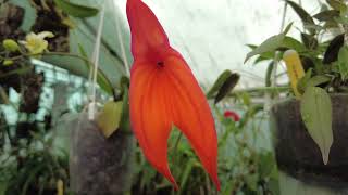 Masdevallia species Veitchiana Prince de Galle [upl. by Madonia]