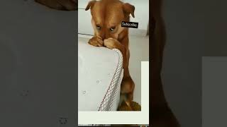 mother is scolding dog doglover pets funny youtubeshorts cute [upl. by Nalla]