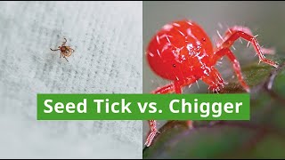 Differences Between Seed Ticks and Chiggers [upl. by Aniryt]