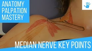 MEDIAN NERVE  KEY POINTS  INNERVATION  SENSIBILITY  Anatomy Palpation Mastery [upl. by Marquet]