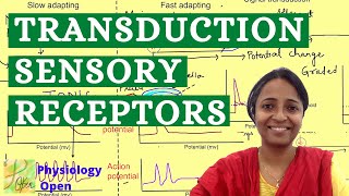 Sensory transduction  Sensory Physiology mbbs 1st year lectures  CNS Physiology [upl. by Anbul]