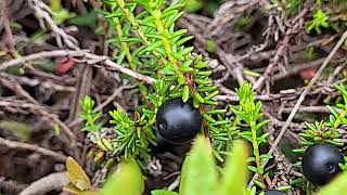 Crowberry in Japan [upl. by Light969]