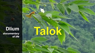 Talok Muntingia calabura [upl. by Llerehs761]