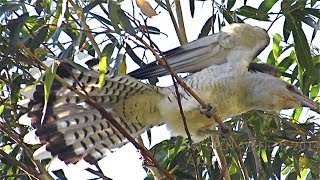 NATIVE BIRDS OF AUSTRALIA  CHANNEL BILLED CUCKOO [upl. by Berners450]