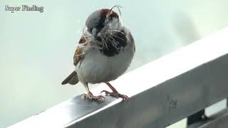 Sparrow Male Bird  Sparrow Bird  Sparrow Video  Male Sparrow [upl. by Torbart]