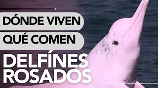 Dónde VIVEN los DELFINES ROSADOS y QUÉ COMEN 😮🐬 ¡INCREÍBLE [upl. by Newnorb]