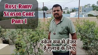 Bhisma ji ka Rose Care Rainy season Ke liye  Part 1 🌹 गुलाब का मानसून केयर [upl. by Lamej]