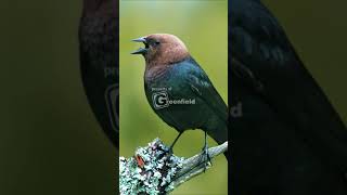 Brownheaded Cowbird song [upl. by Zertnom]