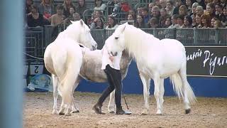 JeanFrançois Pignon Olympia Horse Show 2019 [upl. by Miltie]