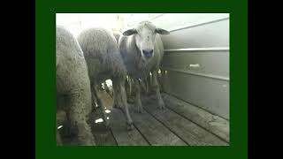 Bouvier des Flandres Cattle Driving with Bouviers [upl. by Siderf]