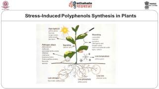 Phenolic Compounds –Flavonoids –flavones and flavonols [upl. by Pascoe]