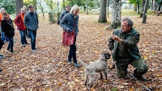 Small Group Truffle Hunting and Wine Experience from Florence [upl. by Zoara579]