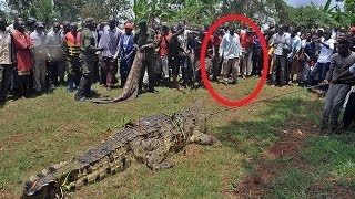 Man Eating Crocodile Captured In Lake Victoria Uganda [upl. by Anha]