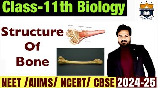 Structure of Bone Diagram 🦴  Bone Structure  Locomotion and Movement class 11 Biology  NEET [upl. by Savannah]