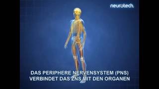 Grundlagen 1 Das Nervensystem ZNS PNS neurotech [upl. by Golding675]