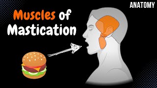 Muscles of Mastication Origin Insertion Function  Anatomy [upl. by Bushweller]