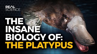 The Insane Biology of The Platypus [upl. by Eilema629]