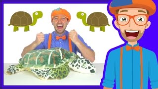 Animal Songs for Children  The Tortoise Song by Blippi [upl. by Yetta]