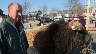 Lozère  les Aubrac sexposent à Laguiole avant le salon de lagriculture [upl. by Rawden986]