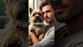 Cairn Terrier Explained Spirited Small Terrier [upl. by Yrevi]