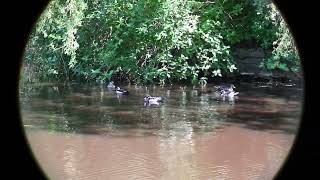 Wood duck or Carolina duck Aix sponsa [upl. by Normandy]