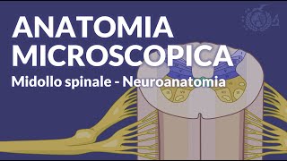 MIDOLLO SPINALE  Configurazione interna e anatomia microscopica  Neuroanatomia [upl. by Krueger708]