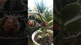 succulenttomentosatrendingshorts trendingvideo [upl. by Eilrebmik]