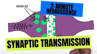 2Minute Neuroscience Synaptic Transmission [upl. by Rima559]