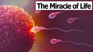 CONCEPTION TO FETUS  The Miracle of Life  Medical 3D Animation of ConceptionFertilization [upl. by Adnav]