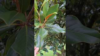 Magnolia Grandiflora arborist jardin treelife arbre [upl. by Brightman]