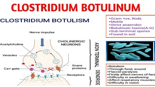 Clostridium botulinum  Botulism  Medical microbiology [upl. by Marena]