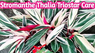 Stromanthe thalia triostar plant care  Tips to keep stromanthe triostar alive  gardening tips [upl. by Etteneg]