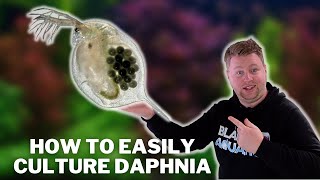 Great Live Fish Food  How to Easily Culture Daphnia  Water Fleas and What to Avoid [upl. by Aislehc379]