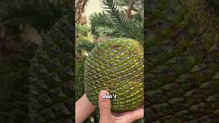 Giant Pinecone with Seeds 10x Bigger Than Pine Nuts [upl. by Ternan]