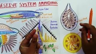 DIGESTIVE SYSTEM OF AMPHIOXUS OR BRANCHIOSTOMA [upl. by Perrie684]