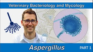 Aspergillus Part 1  Veterinary Bacteriology and Mycology [upl. by Siuqram955]