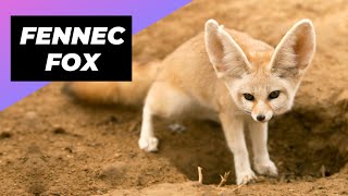 Fennec Fox 🦊 Meet The Smallest Fox In The World [upl. by Ahselat]