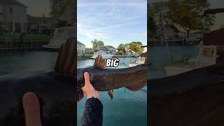 Let’s fish with LIVE BAIT 🐟🎣 fishing fish livebait [upl. by Aridnere360]