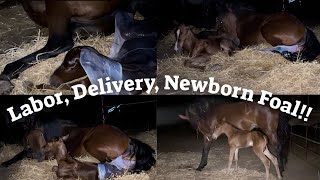 Horse Birth Mare’s Labor Foaling and Newborn Foal [upl. by Homer]