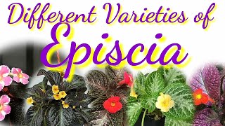 Different Varieties of Episcia [upl. by Nesila]