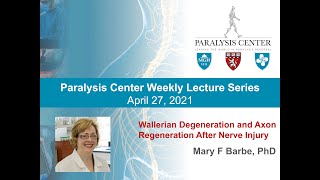 Wallerian Degeneration and Axon Regeneration After Nerve Injury  Mary F Barbe PhD [upl. by Anilem102]