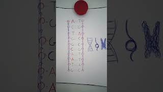 Genetyka DNA i chromosomy [upl. by Gadmann]