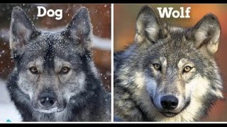 Whats the Differences Between Wolf vs Dog  Can Wolves Become Pets [upl. by Armilda316]