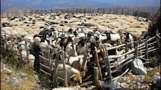 Blegtoria në Laberi  Medar Gjirokastër [upl. by Konyn]